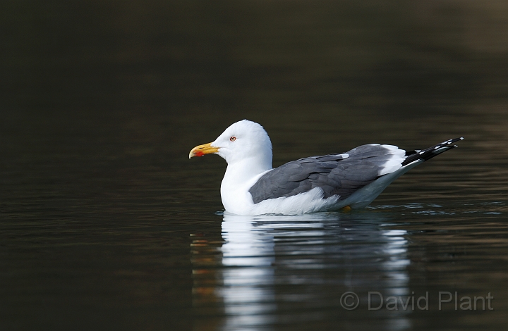 Lesser black-backed gull - A.jpg - Lesser black-backed gull - Forest of Dean